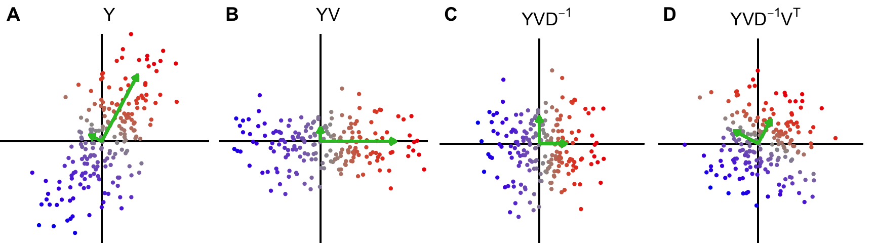 **Figure 1: Intuition for data whitening transformation**. Given the singular value decomposition of $Y/\sqrt{n}$ after centering columns is $UDV^T$, the steps in the transformation are: **A)** Original data, **B)** Data rotated along principal components, **C)** Data rotated and scaled, **D)** Data rotated, scaled and rotated back to original axes. Green arrows indicate principal axes and lengths indicate eigen-values.